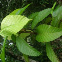 Dipterocarpus glandulosus 